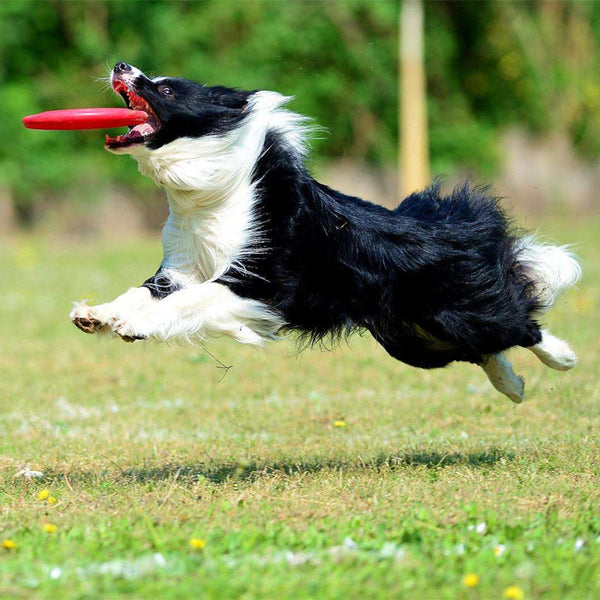 Dog-O-Soar Silicone Rubber Frisbee